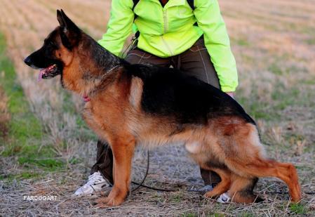 Carlos von der Sudheimer Linde