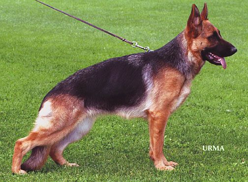 Mara vom Trompetersprung