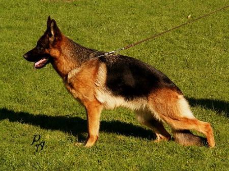 Tigra von den Maibuchen