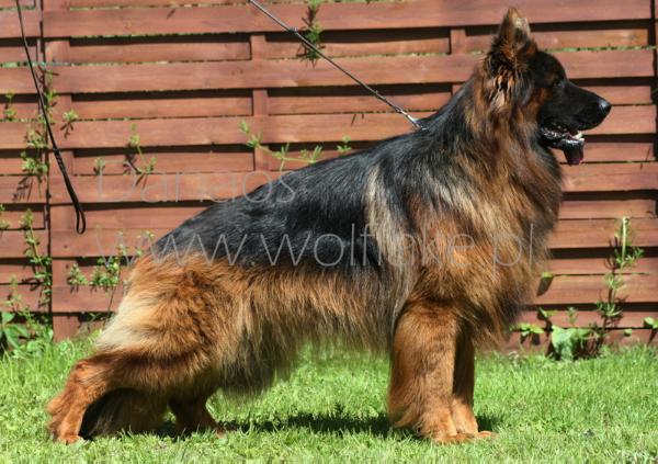 Collorado Jarkowski Dwór