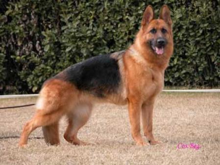 Margot di Casa Beggiato