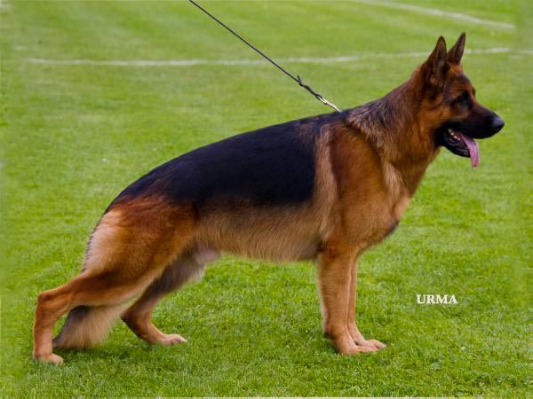 Guccy vom Heinrichplatz