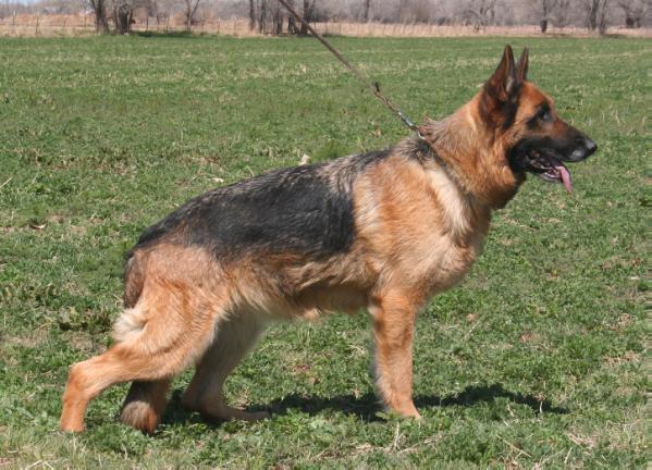 Chica von der Baiertalerstraße