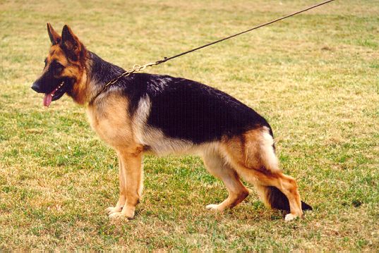 Nicki von der Baiertalerstraße