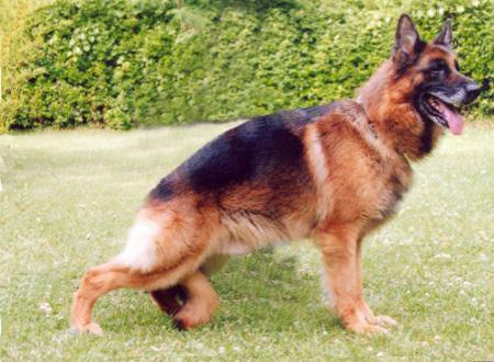 Moro dell Ambra Selvaggia