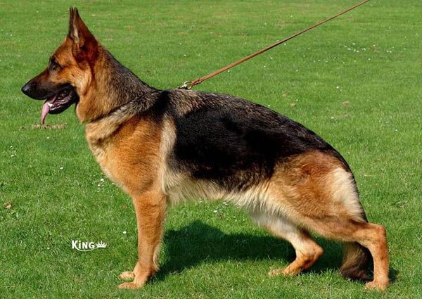 Rimini vom Suentelstein