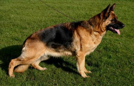 Quenzi vom Nordteich