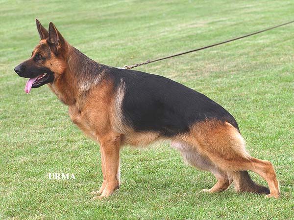 Henry zu den drei Wieken