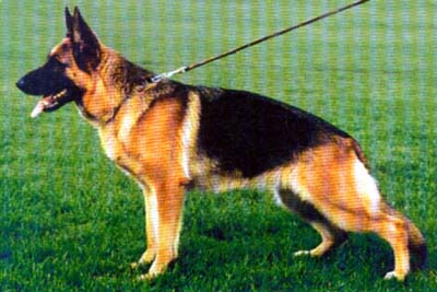 Romy von der Burg Hausbrünn