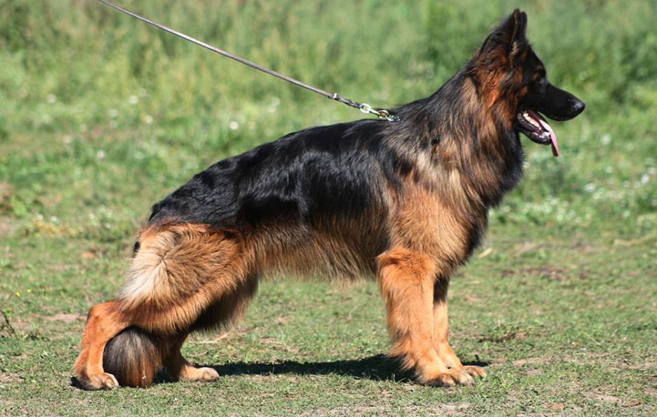 Grisu vom Frankengold