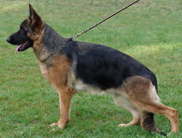 Darling vom Frankengold