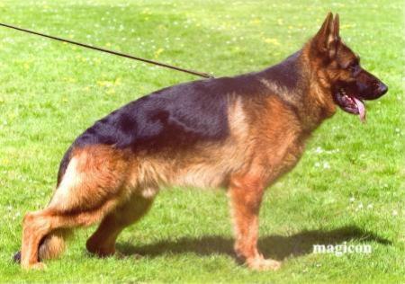 Vitus vom Holtkämper See