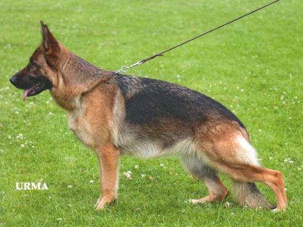 Disca vom Holtkämper Tor