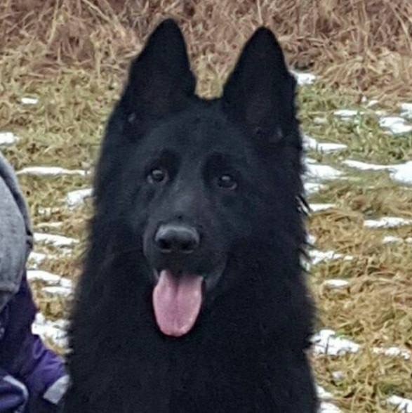 Crocodil-Dundee vom Wetterauer Land