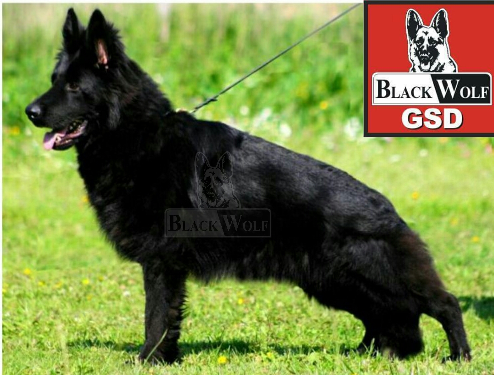 Crocodil-Dundee vom Wetterauer Land