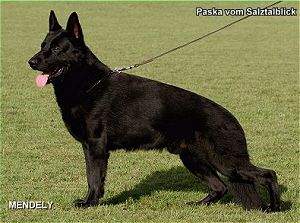 Paska vom Salztalblick