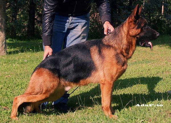 Sasa di Casa Massarelli