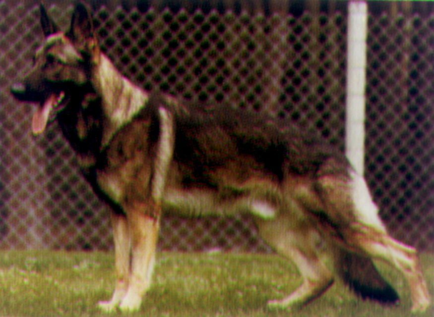 Ignaz vom Kosakenwald