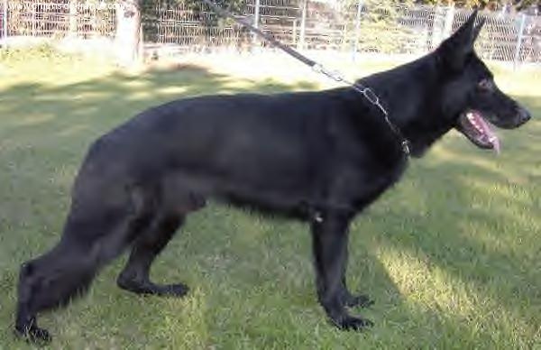 Tasso vom Ketscher Wald