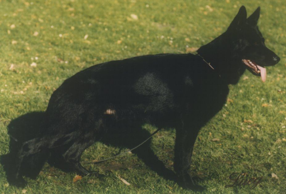 Buster vom Adelmannsfelder Land