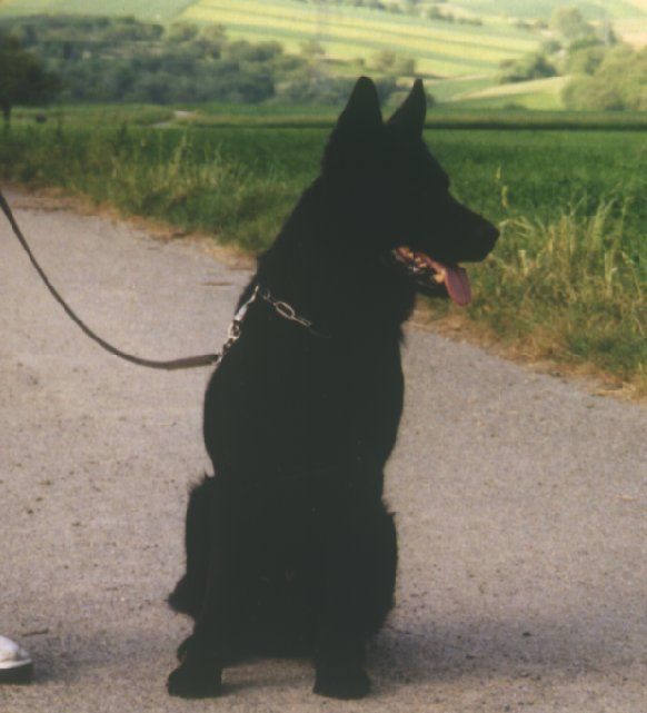 Wito von der Stadt Schmalkalden