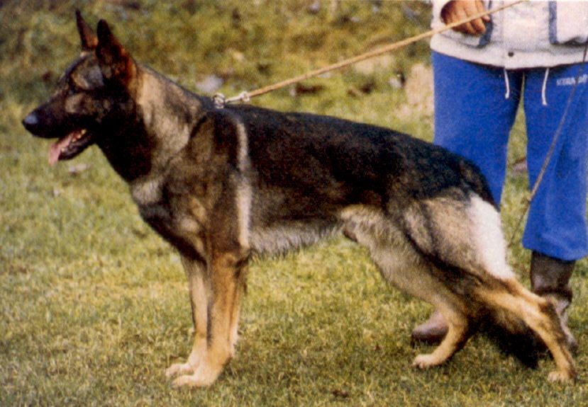 Arec vom Bunsenkocher