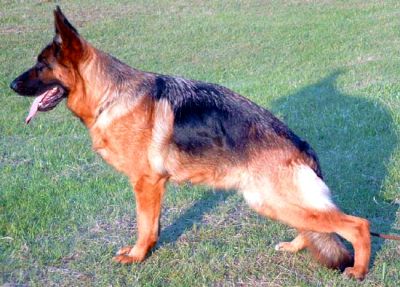 Rieke vom Butjenter Land