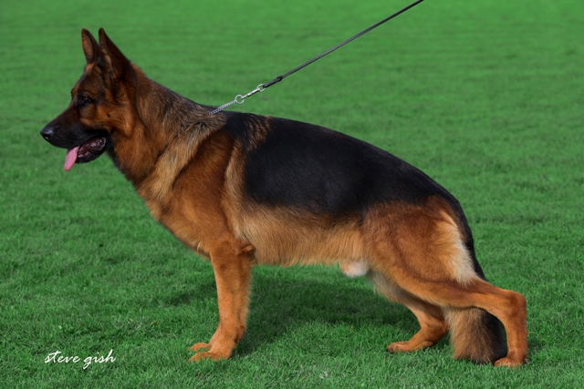 Duncan vom Messina (Ost)