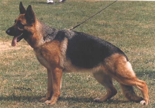 Jasmin von der Zenteiche