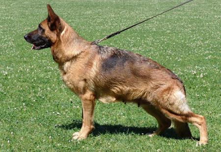 Butterfly von Trentino