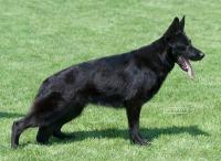 Trudy vom Haus Salztalblick