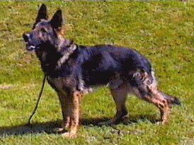 Garry vom Erlenbusch