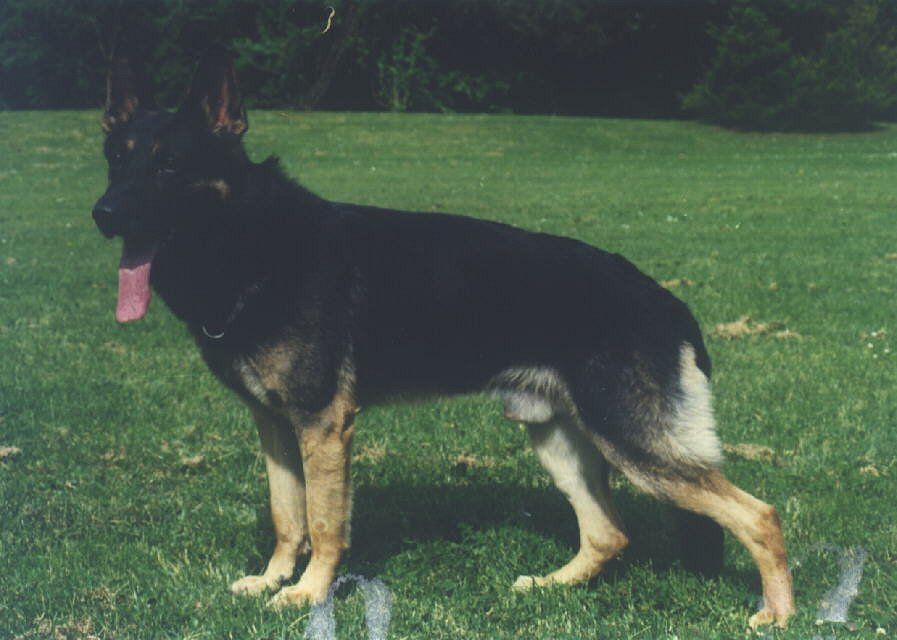 Kitt vom Oberhausener-Kreuz