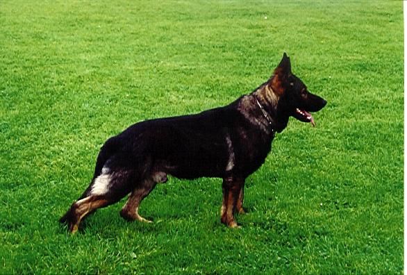 Brutus vom grauen Stern