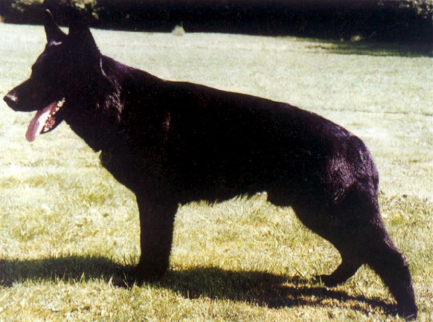 Ajax von der schwarzen Nister