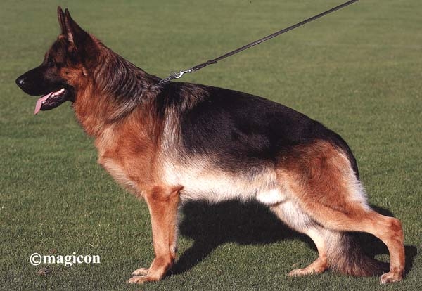 Negus vom Holtkämper See