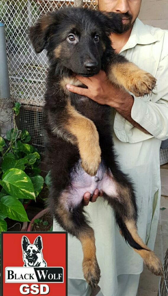 Ferrari  vom Black Wolf