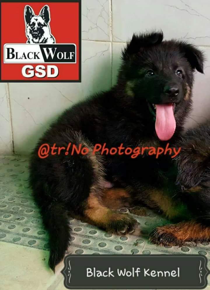 Gabbar vom Black Wolf