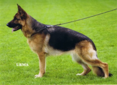 Rieke vom Holtkämper Hof