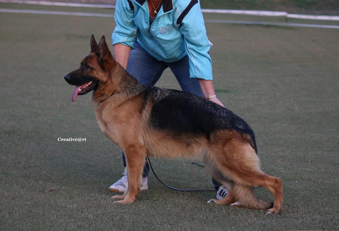 Daisy vom Treuenbrietzener Land