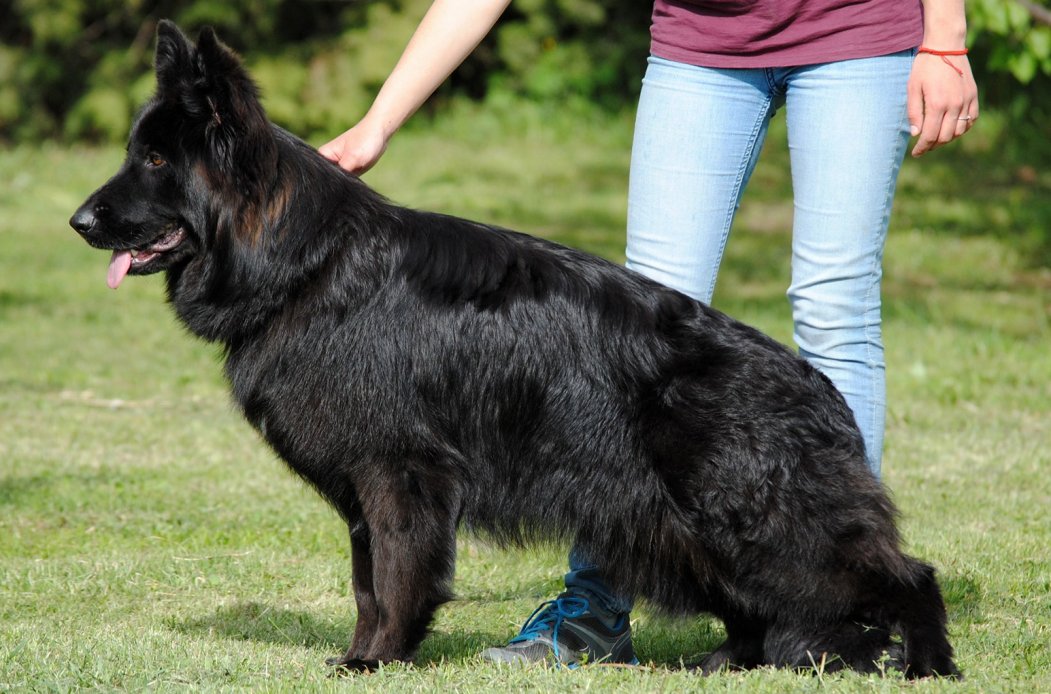 Cleopatra van Contra Haus