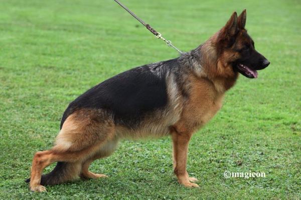 Wulkana vom Bierstadter Hof