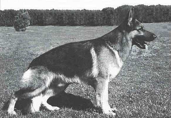 Zank vom Trienzbachtal