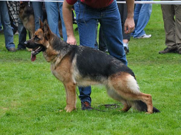 Romina vom Suentelstein