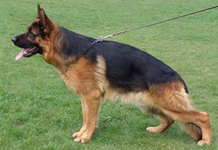 Ellox vom Team Zellwaldrand