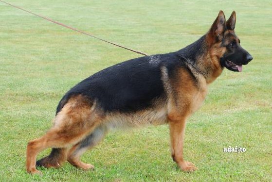 Nelly di Terra Scura