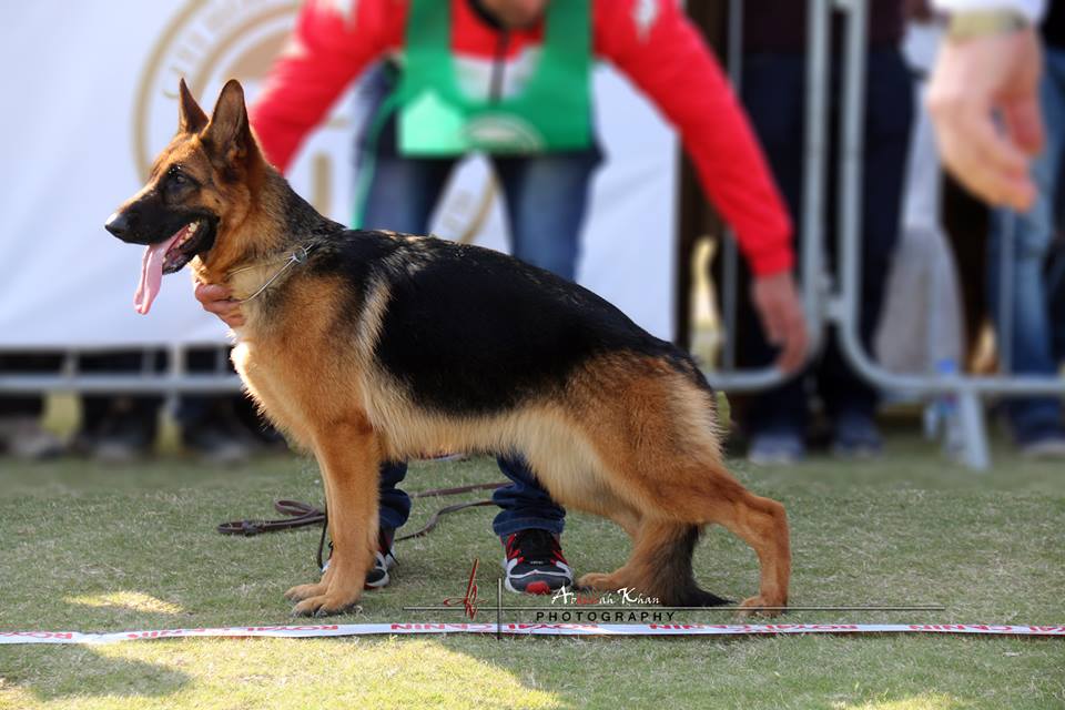 Achrina from the House of Winterfell