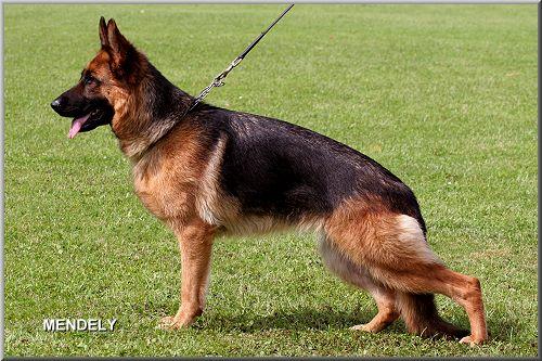 Jassy von der Liebeswarte
