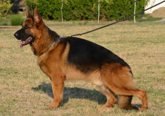 Balou od Petkovica