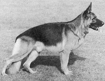 Natz van Huize Hintdonk